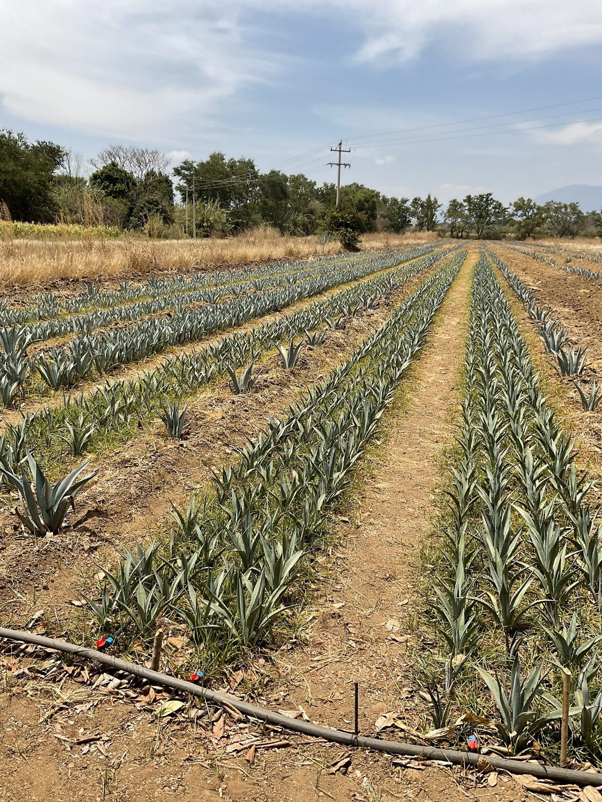 Finca Vicente García - fotografía