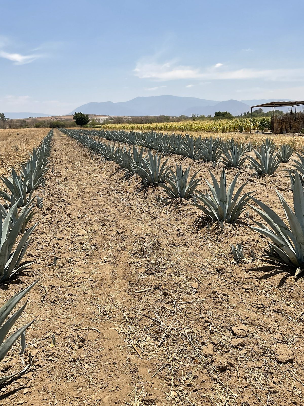 Finca Vicente García - fotografía