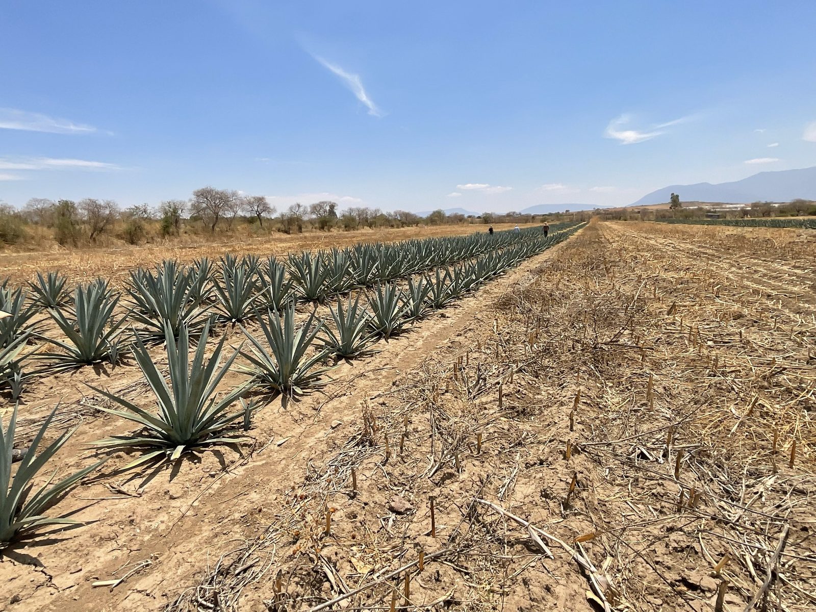Finca Vicente García - fotografía