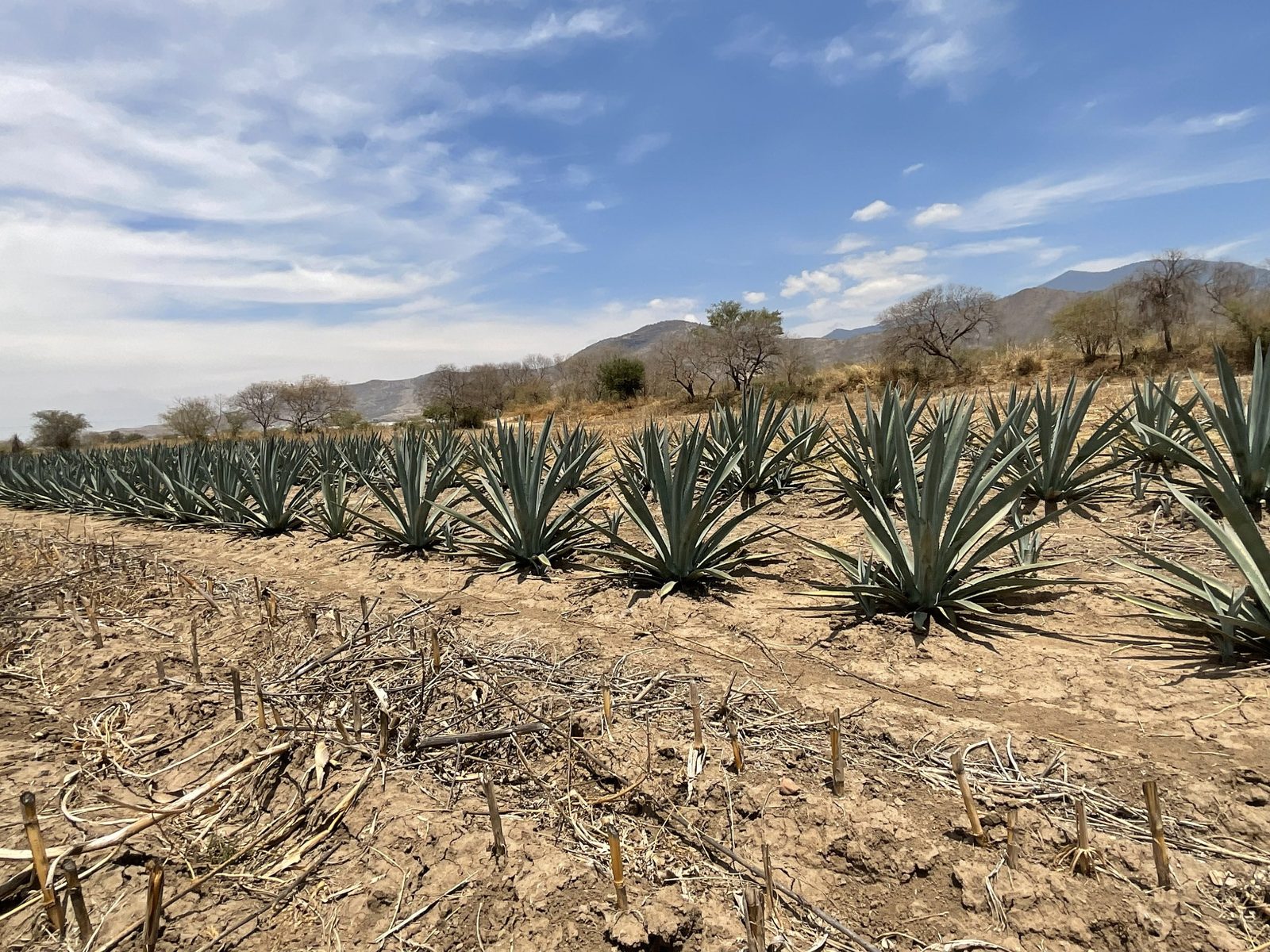 Finca Vicente García - fotografía